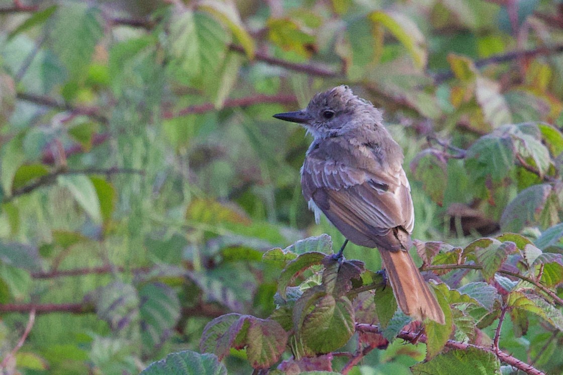 Ash-throated Flycatcher - ML641642155