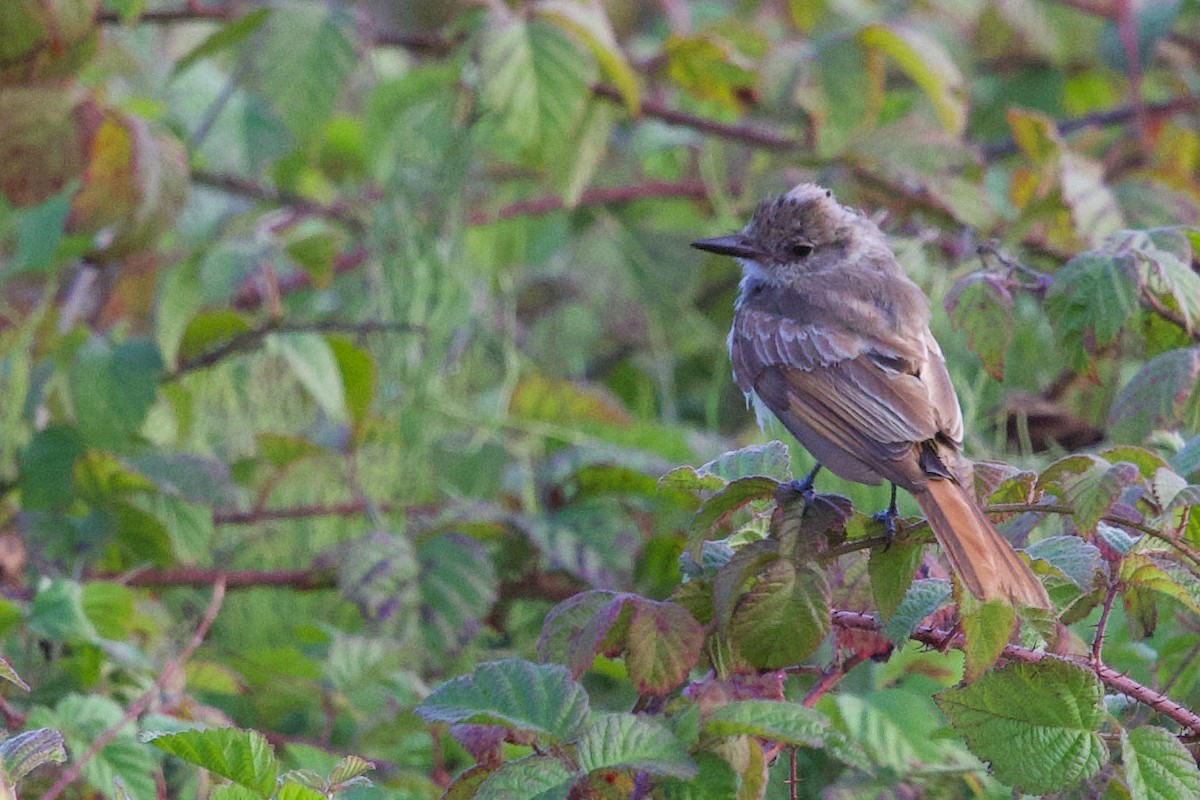 Ash-throated Flycatcher - ML641642156