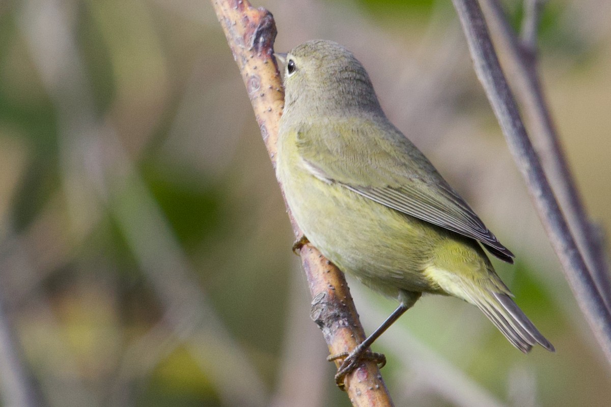 Orange-crowned Warbler (Gray-headed) - ML641642158