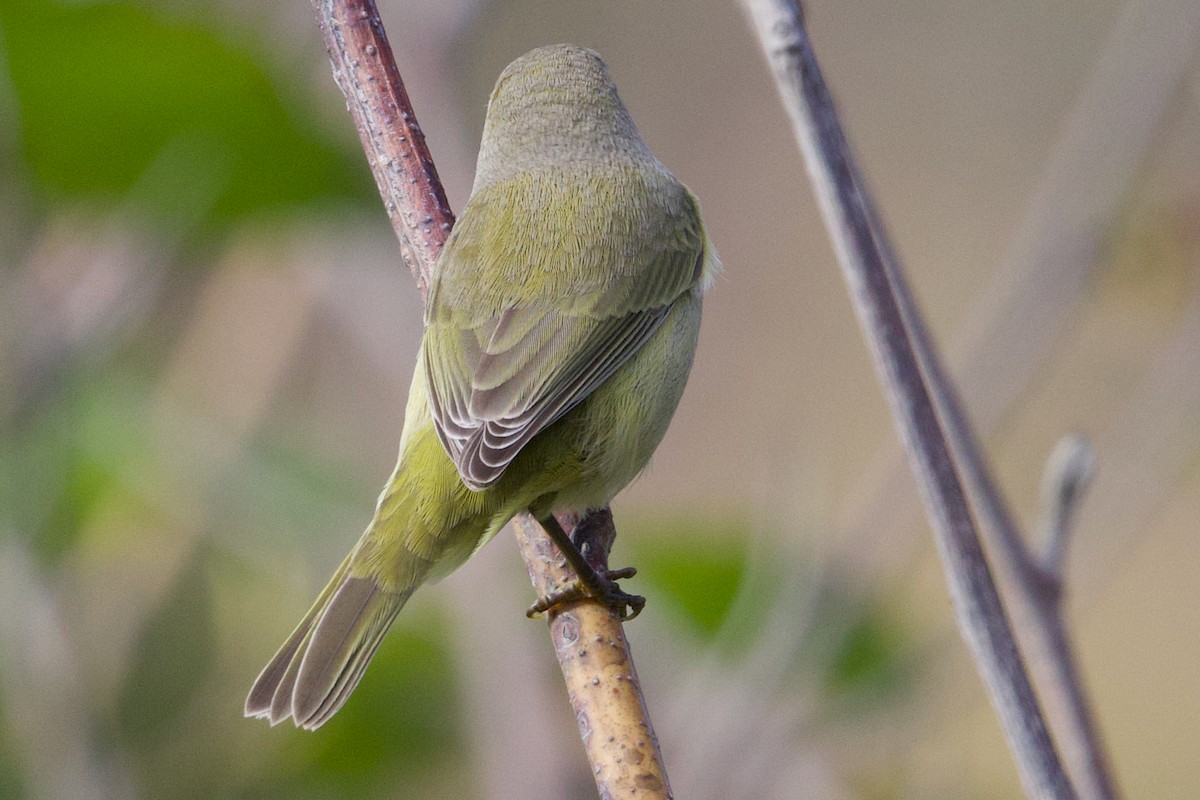 Orange-crowned Warbler (Gray-headed) - ML641642159