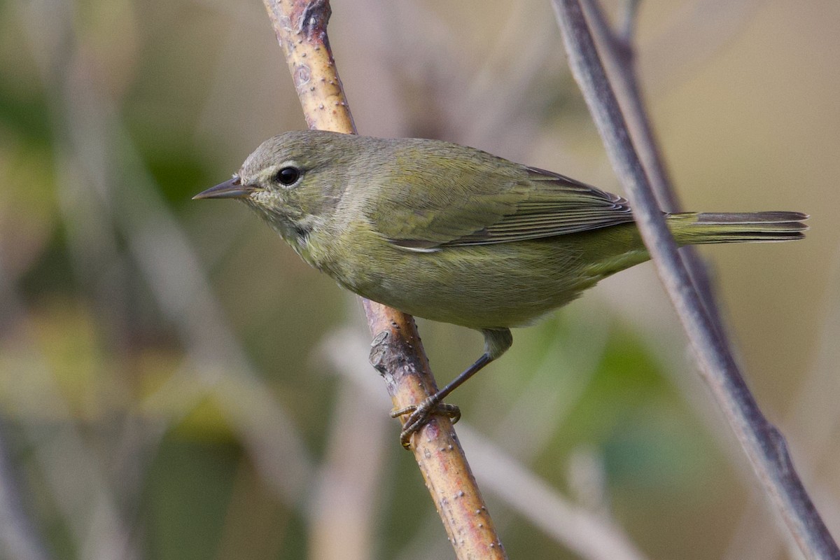Orange-crowned Warbler (Gray-headed) - ML641642160