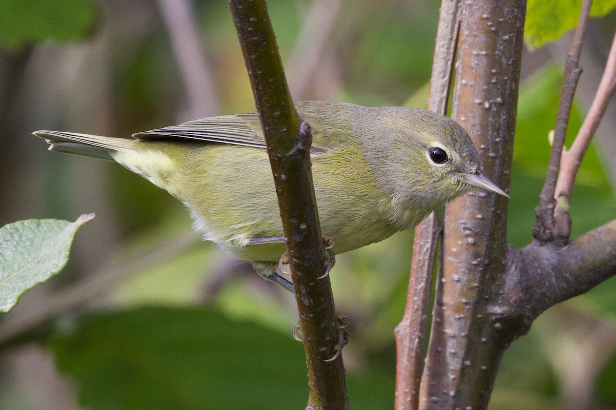 Orange-crowned Warbler (Gray-headed) - ML641642161