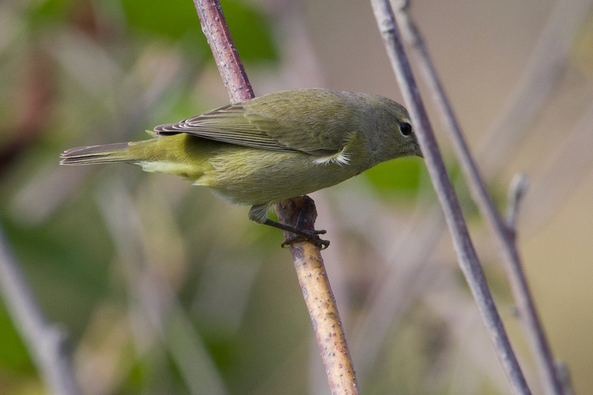 Orange-crowned Warbler (Gray-headed) - ML641642162