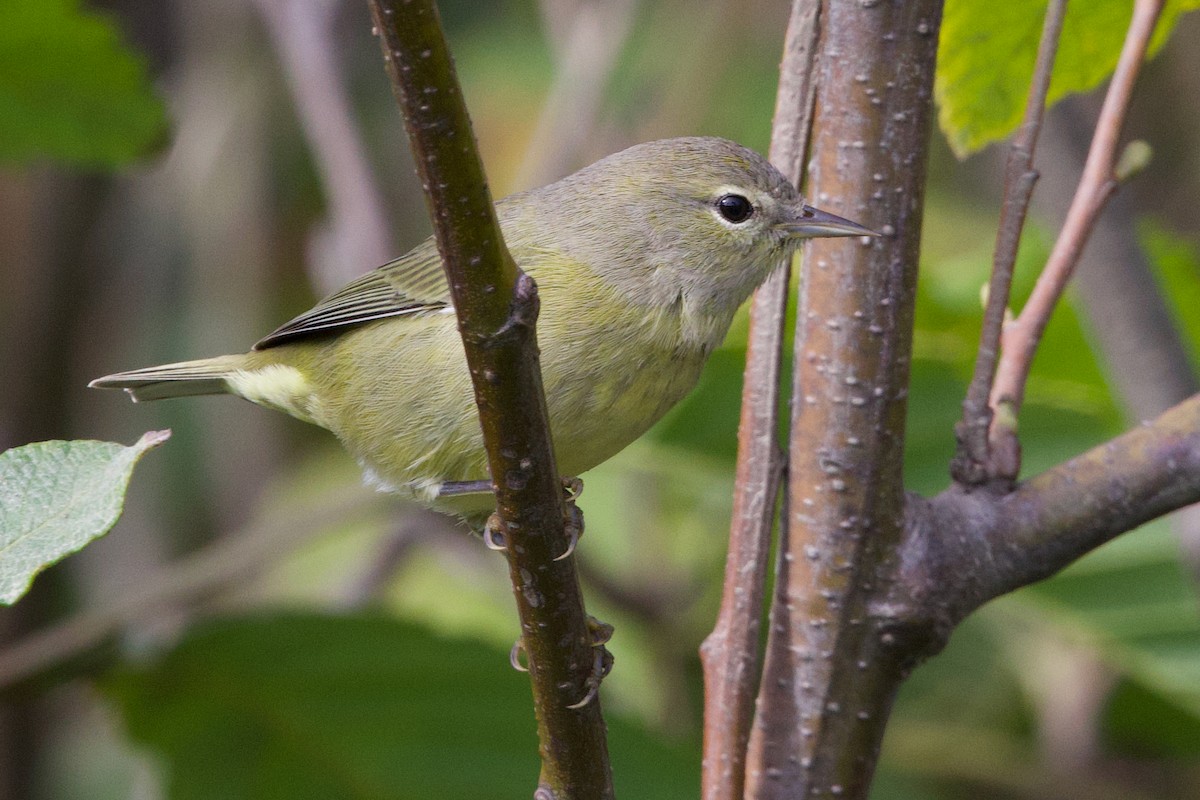 Orange-crowned Warbler (Gray-headed) - ML641642163