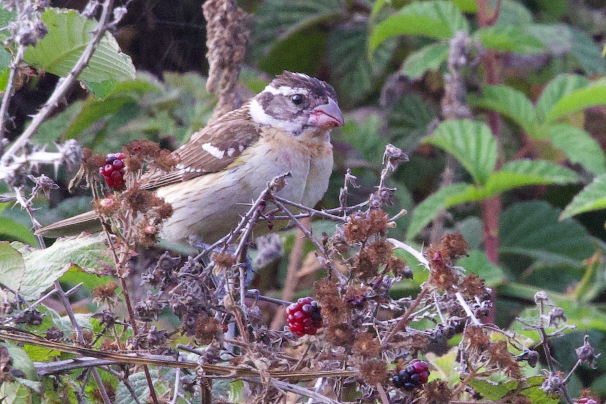Black-headed Grosbeak - ML641642166
