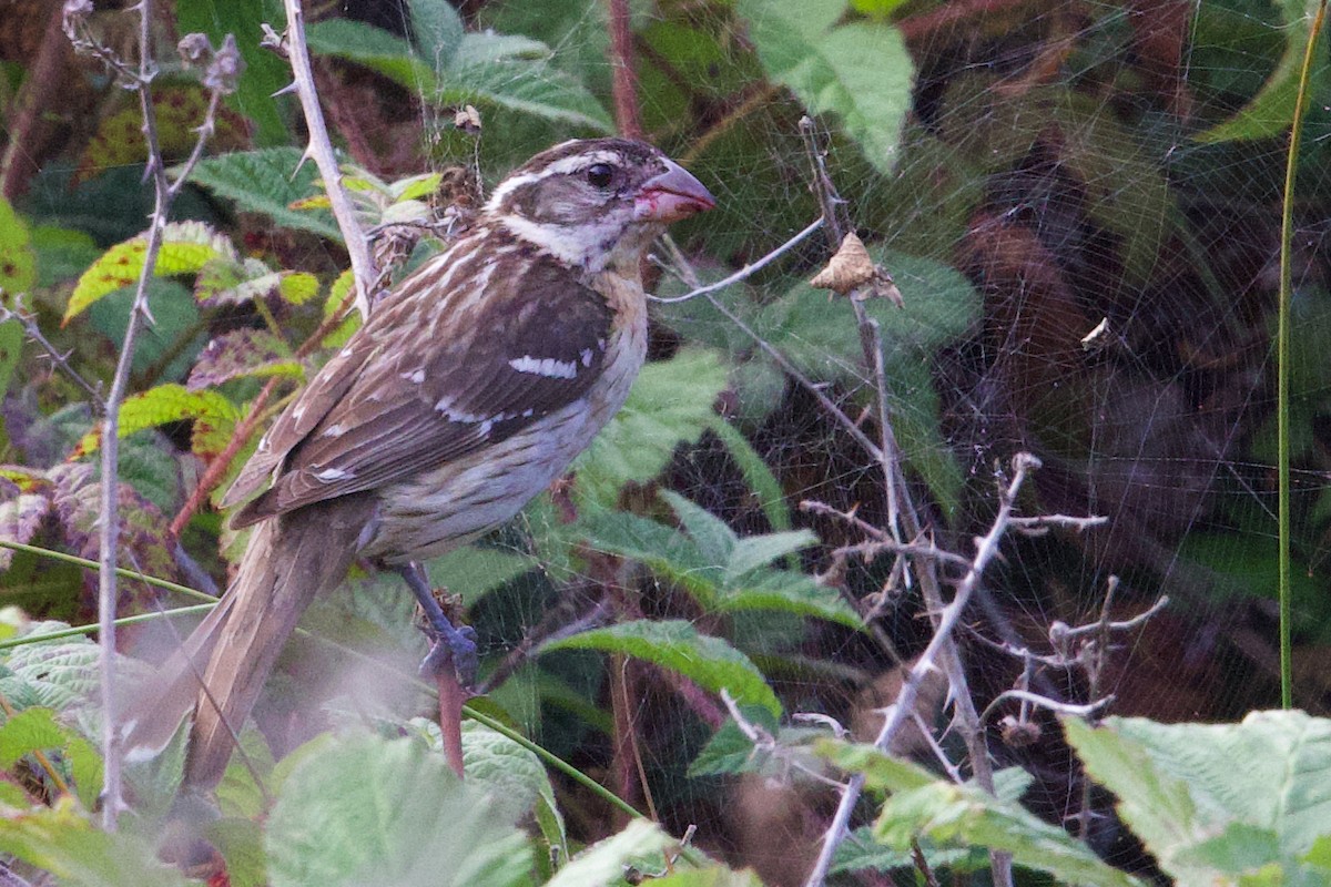 Black-headed Grosbeak - ML641642167