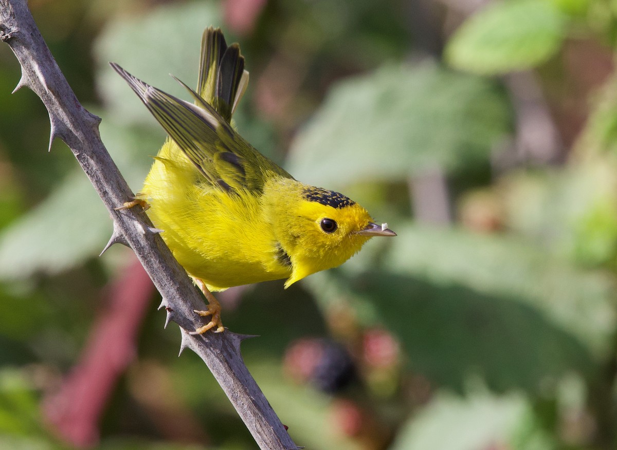 Wilson's Warbler (chryseola) - ML641642176