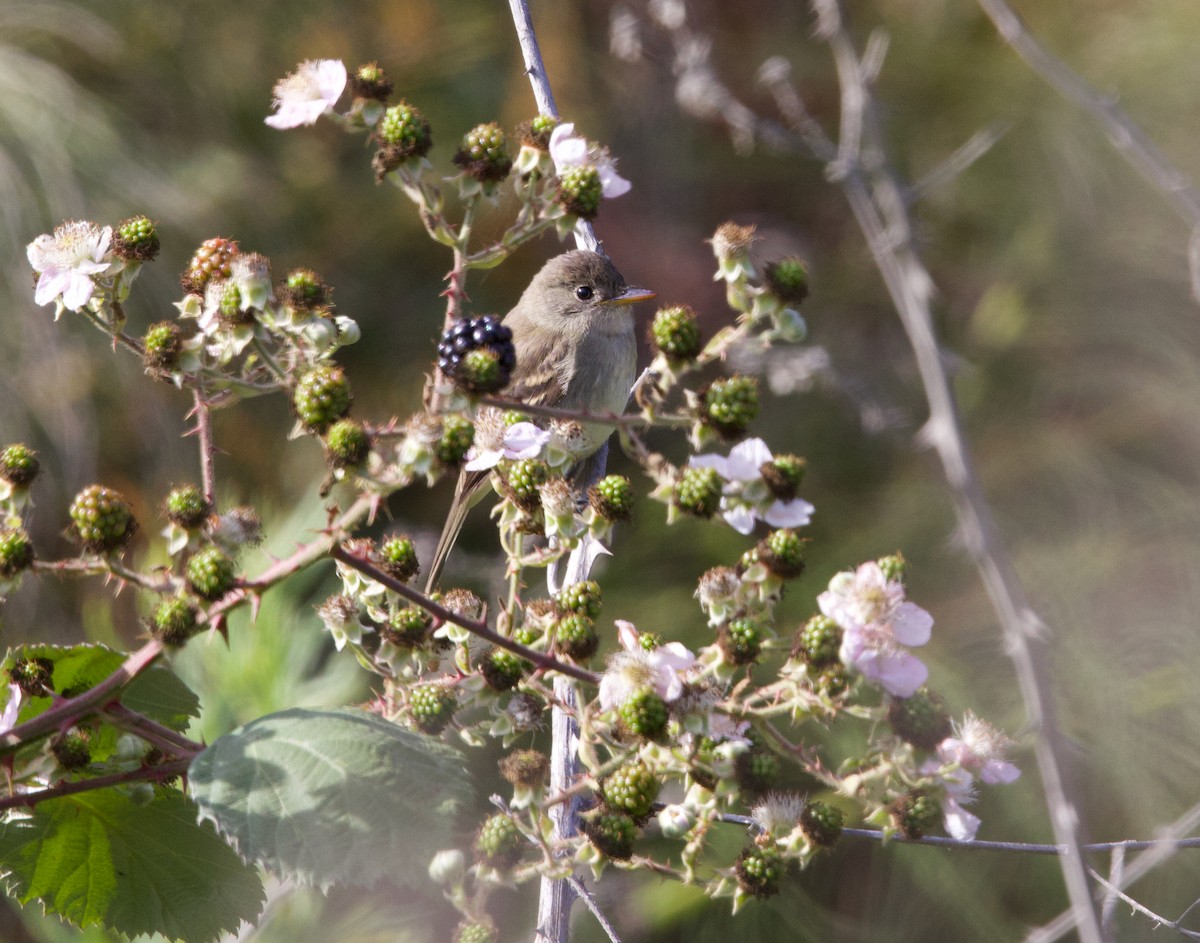 Willow Flycatcher - ML641642187