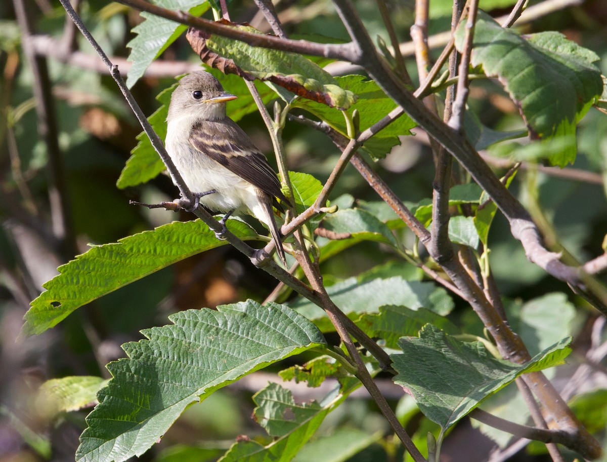 Willow Flycatcher - ML641642188