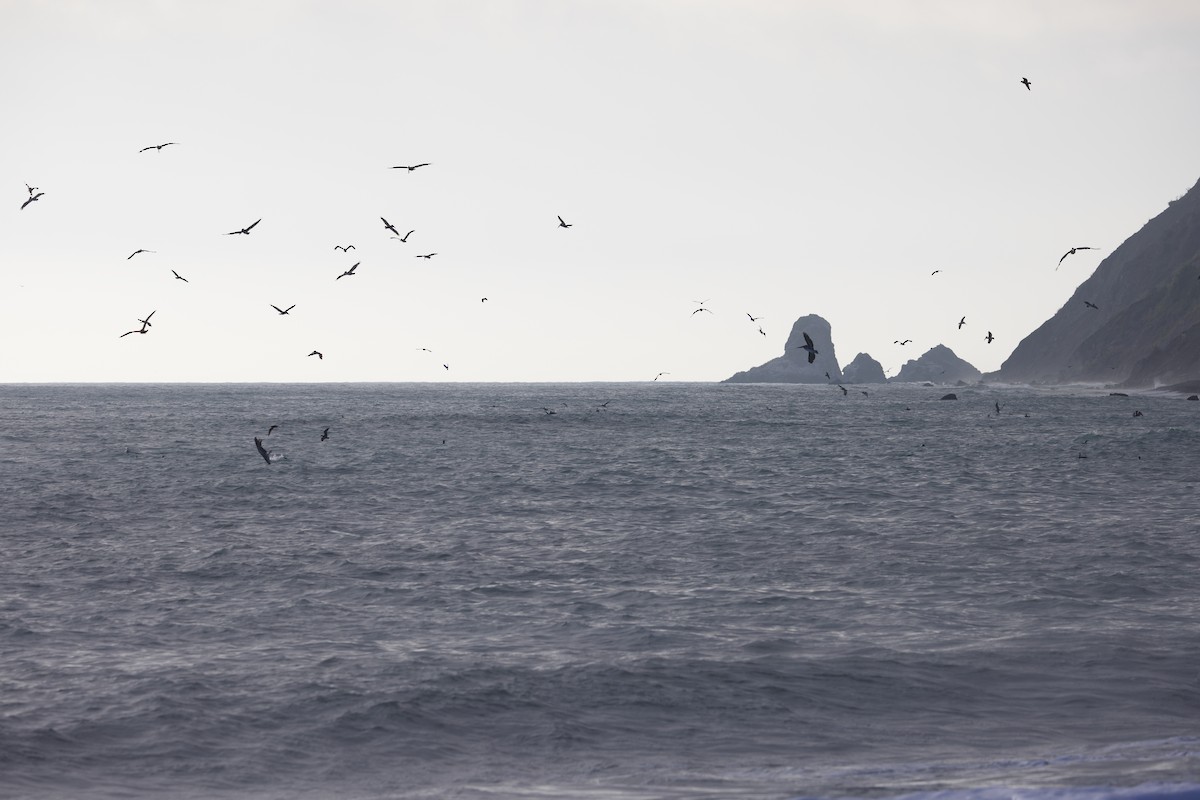 Brown Pelican - ML641642191