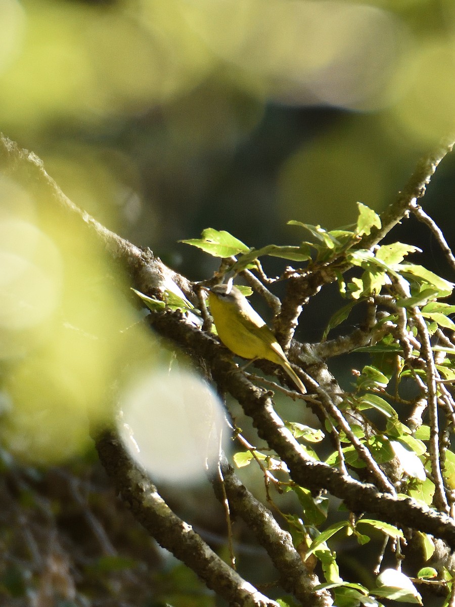 Gray-hooded Warbler - ML641642192