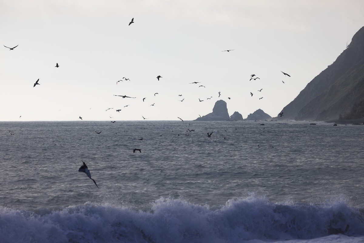 Brown Pelican - ML641642193