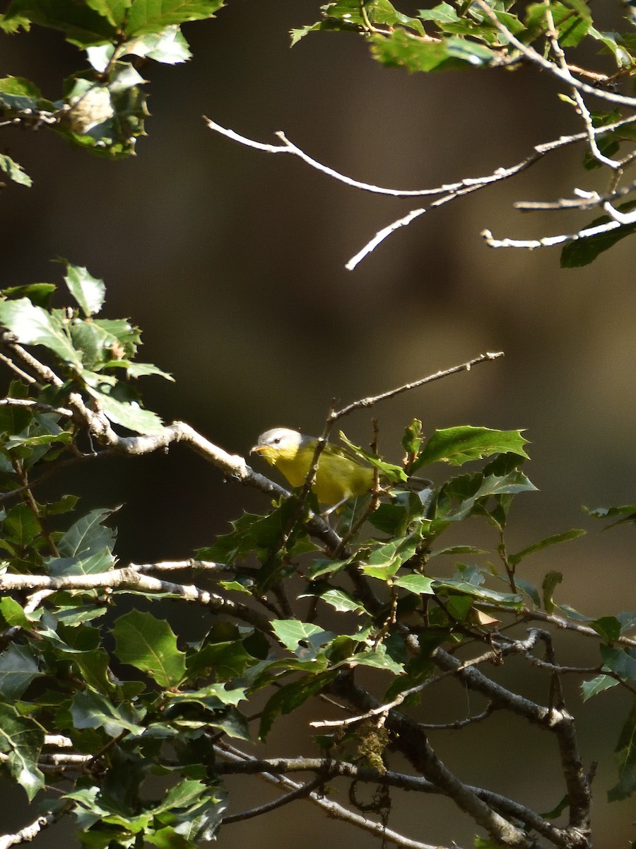 Gray-hooded Warbler - ML641642194