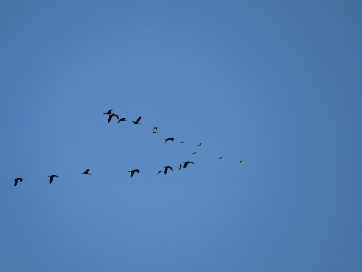 Bare-faced Ibis - ML641642216