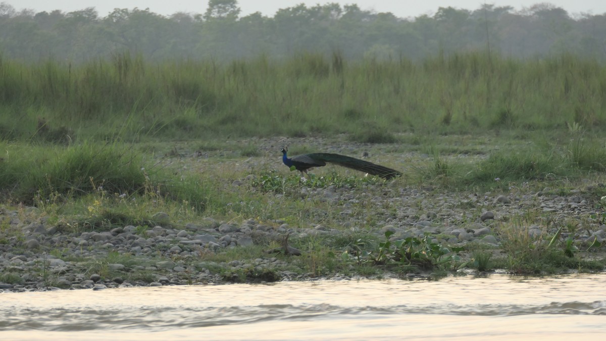 Indian Peafowl - ML641642220