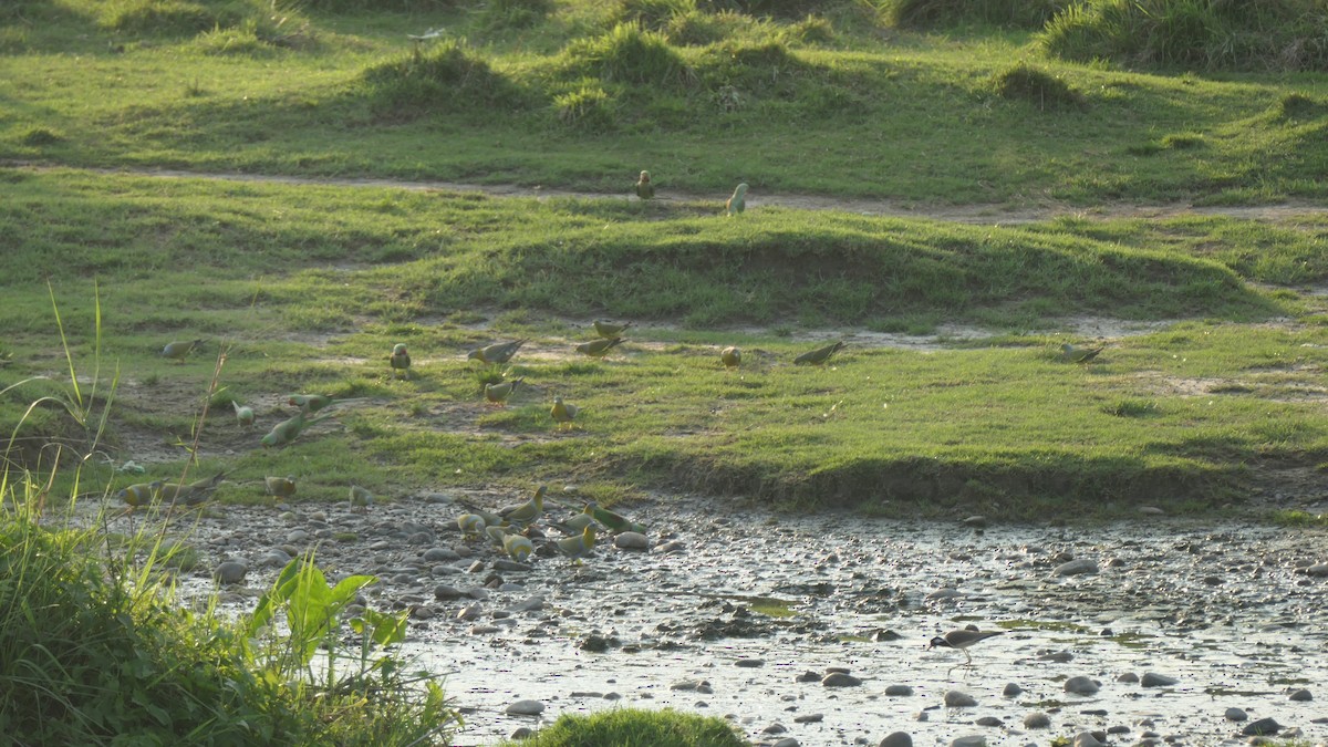 Yellow-footed Green-Pigeon - ML641642221