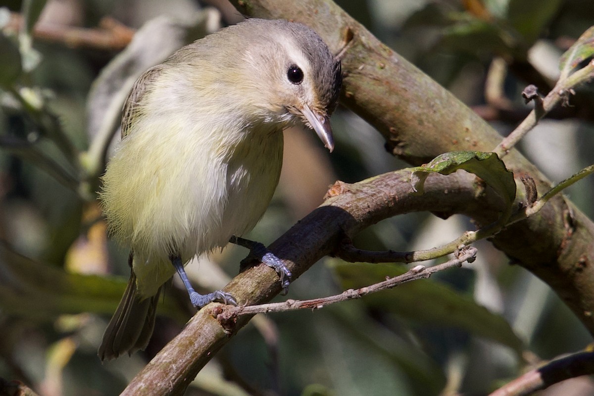Warbling Vireo - ML641642244