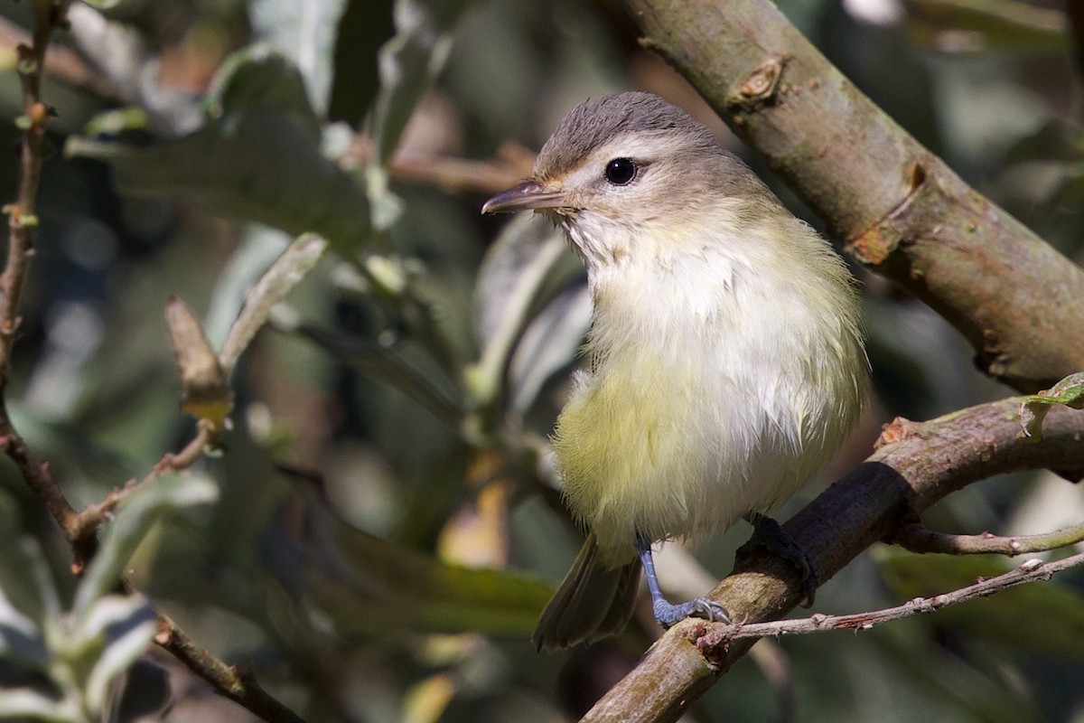 Warbling Vireo - ML641642245
