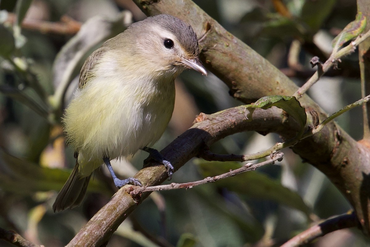 Warbling Vireo - ML641642246