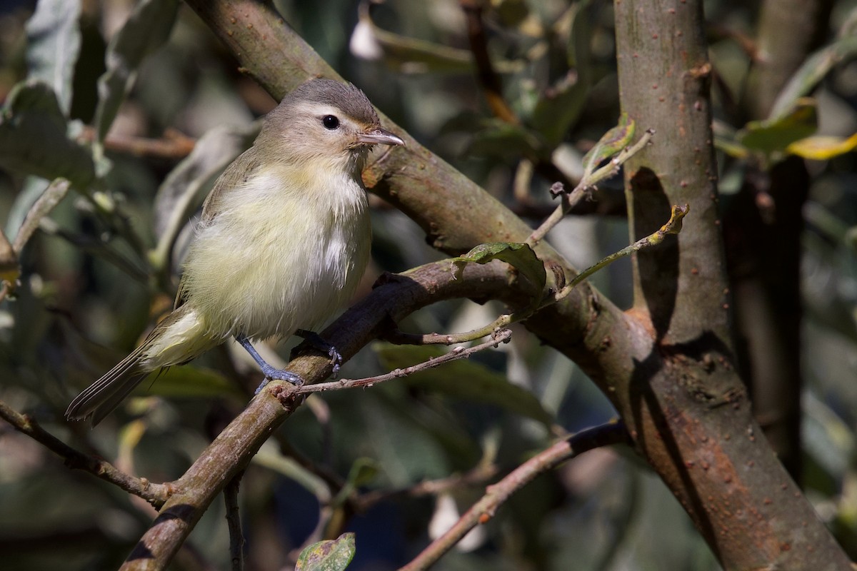 Warbling Vireo - ML641642247