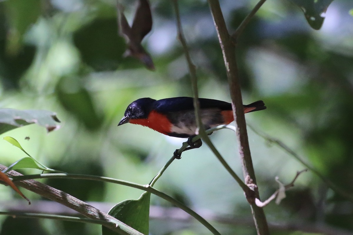 Mistletoebird - ML641642285