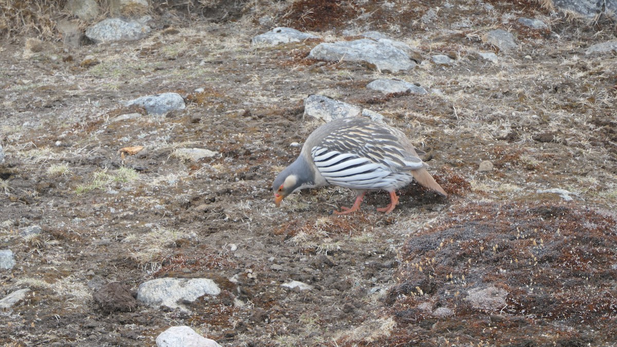 Tibetan Snowcock - ML641642287