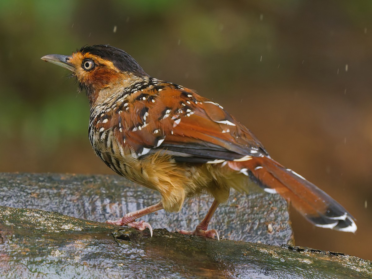 Spotted Laughingthrush - ML641642299