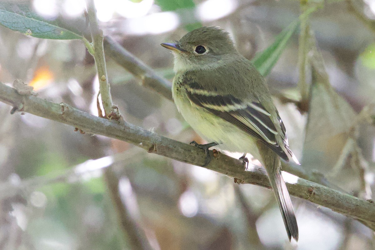 Least Flycatcher - ML641642302
