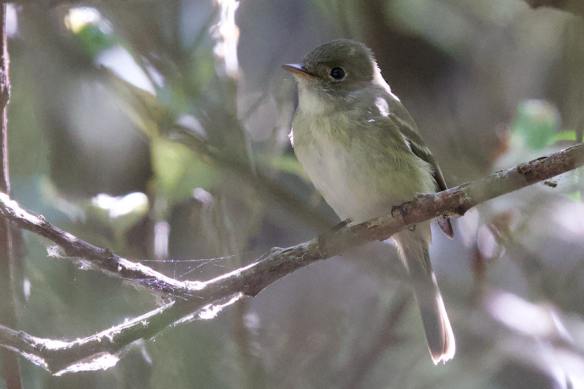 Least Flycatcher - ML641642303