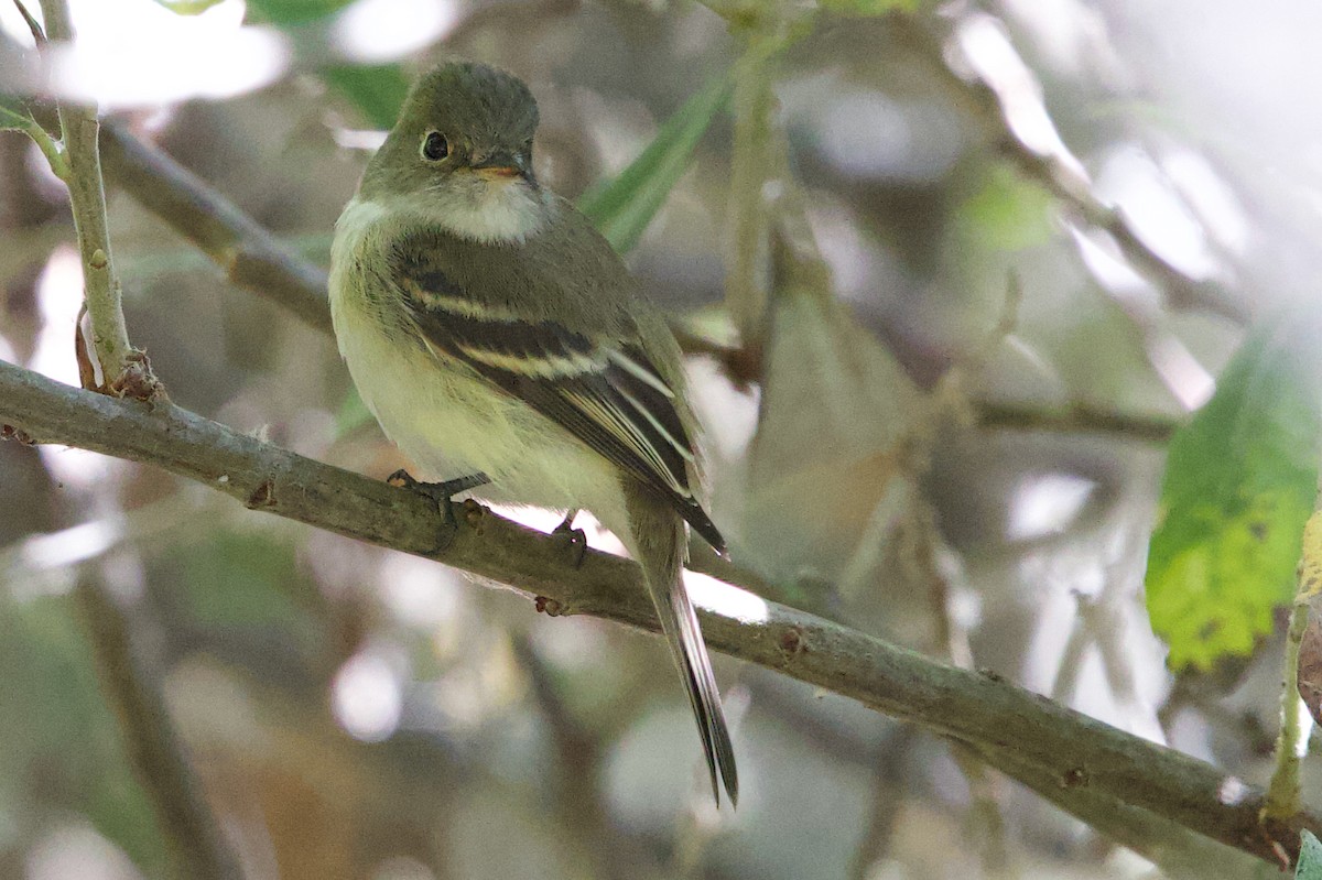 Least Flycatcher - ML641642304