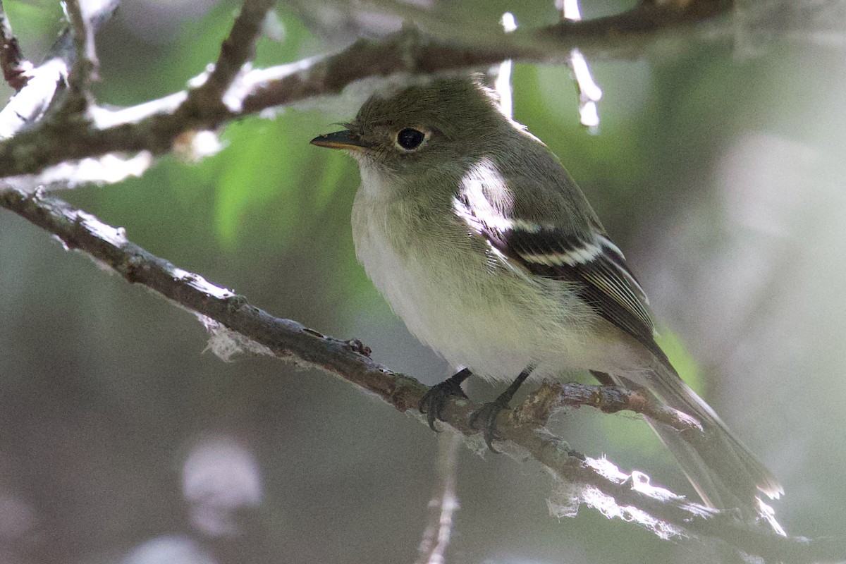 Least Flycatcher - ML641642305
