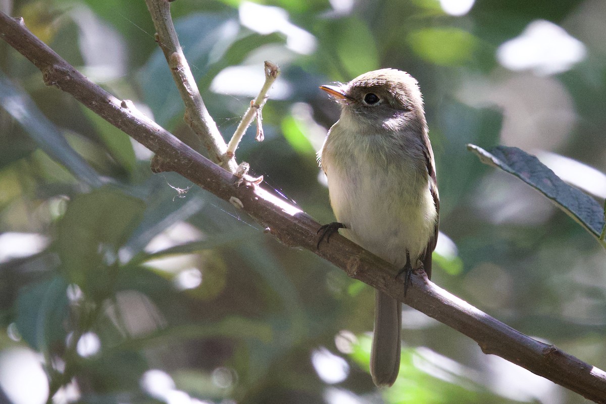 Least Flycatcher - ML641642306