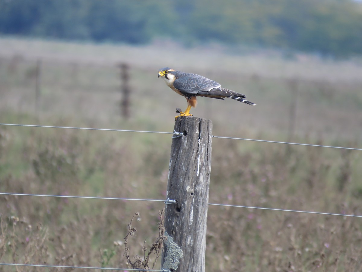 Aplomado Falcon - ML641642314