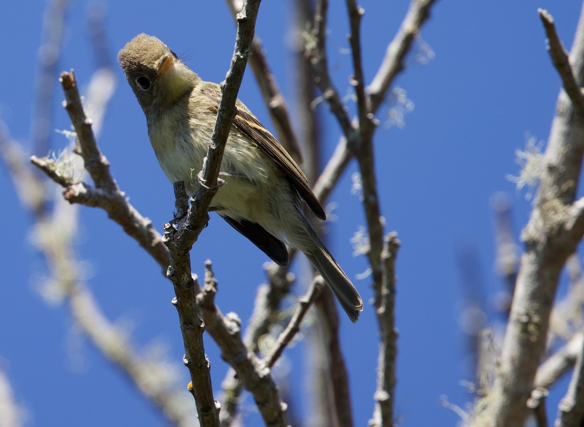 Western Flycatcher (Pacific-slope) - ML641642318