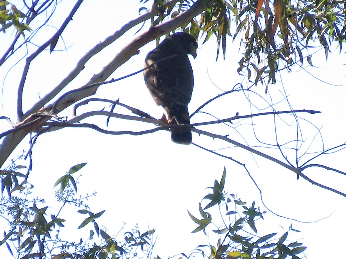 Roadside Hawk - ML641642359