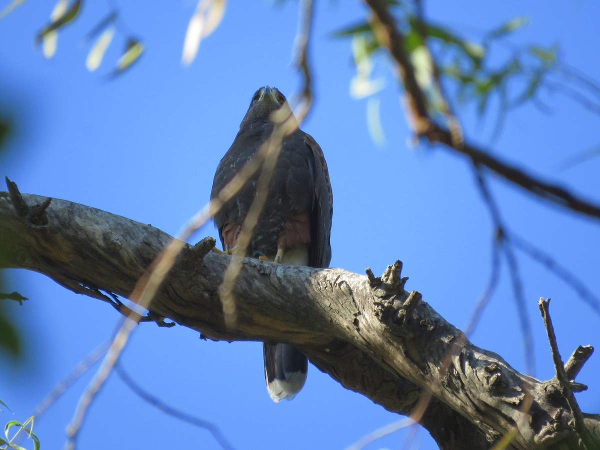 Harris's Hawk - ML641642367