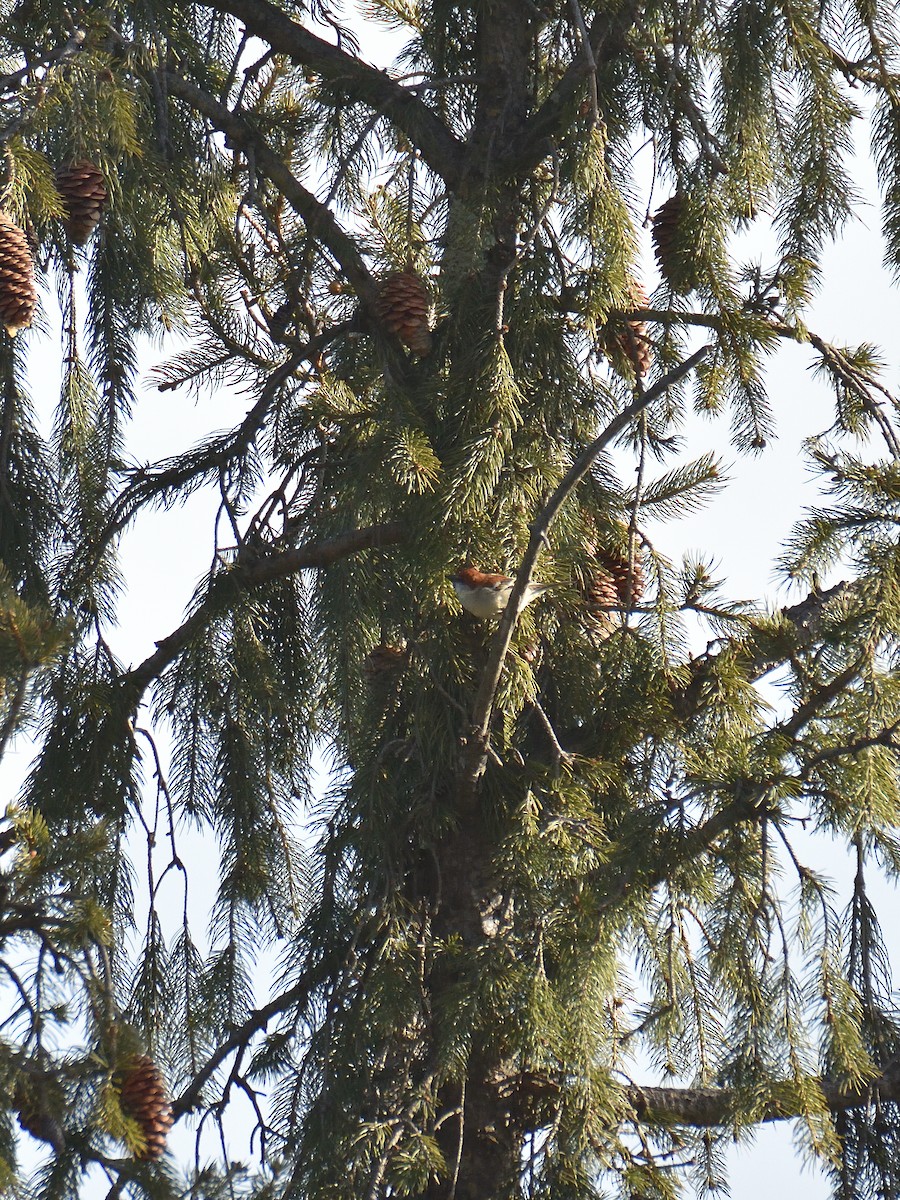 Russet Sparrow - ML641642369
