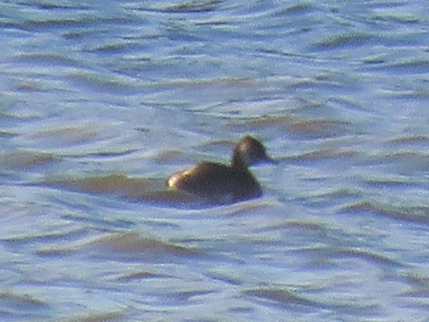 White-tufted Grebe - ML641642381