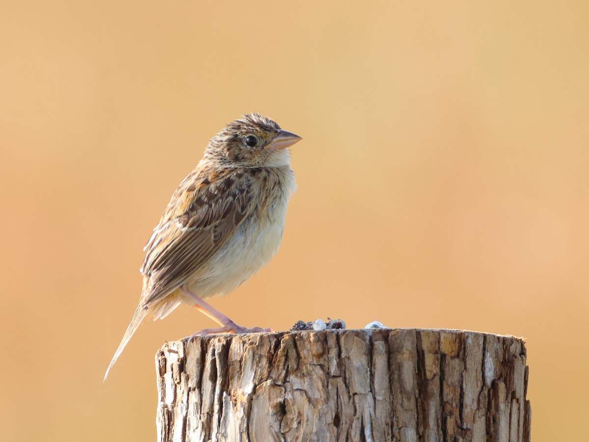 Grasshopper Sparrow - ML641642382