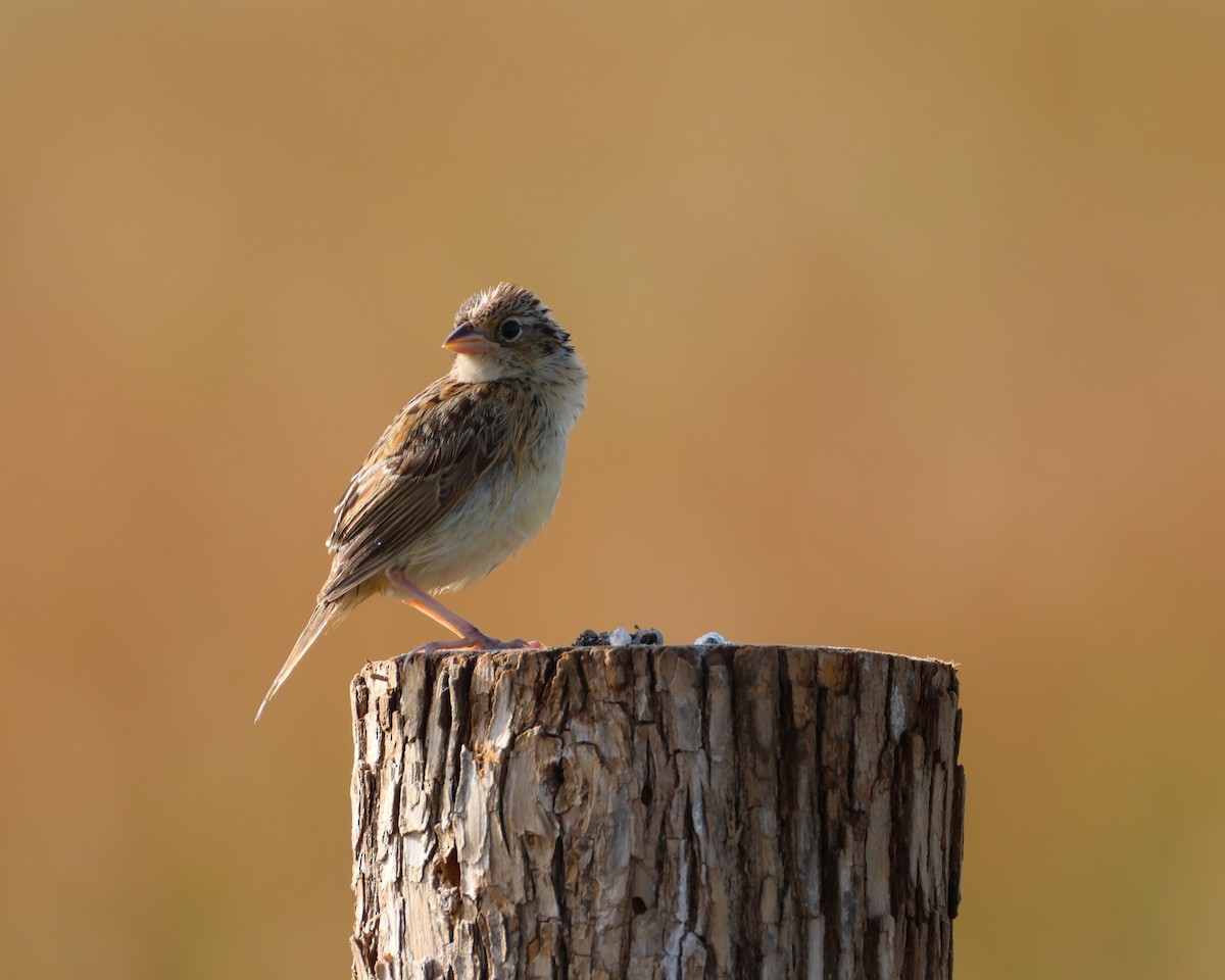 Grasshopper Sparrow - ML641642383