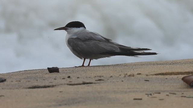 rybák obecný - ML641642420