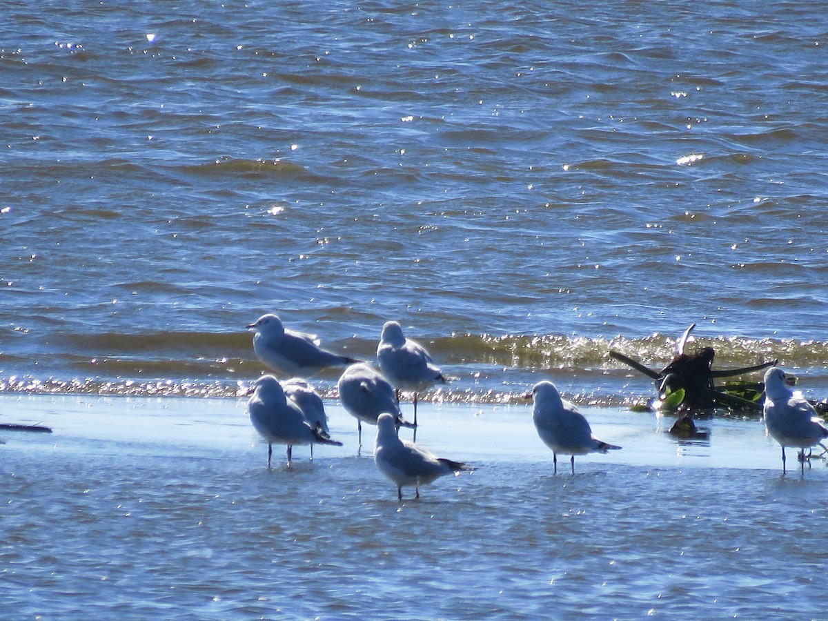 Mouette de Patagonie - ML641642442