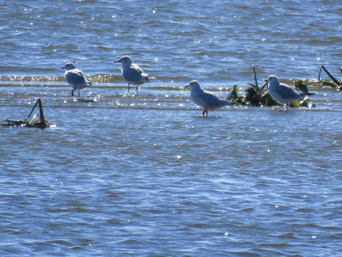 Mouette de Patagonie - ML641642443