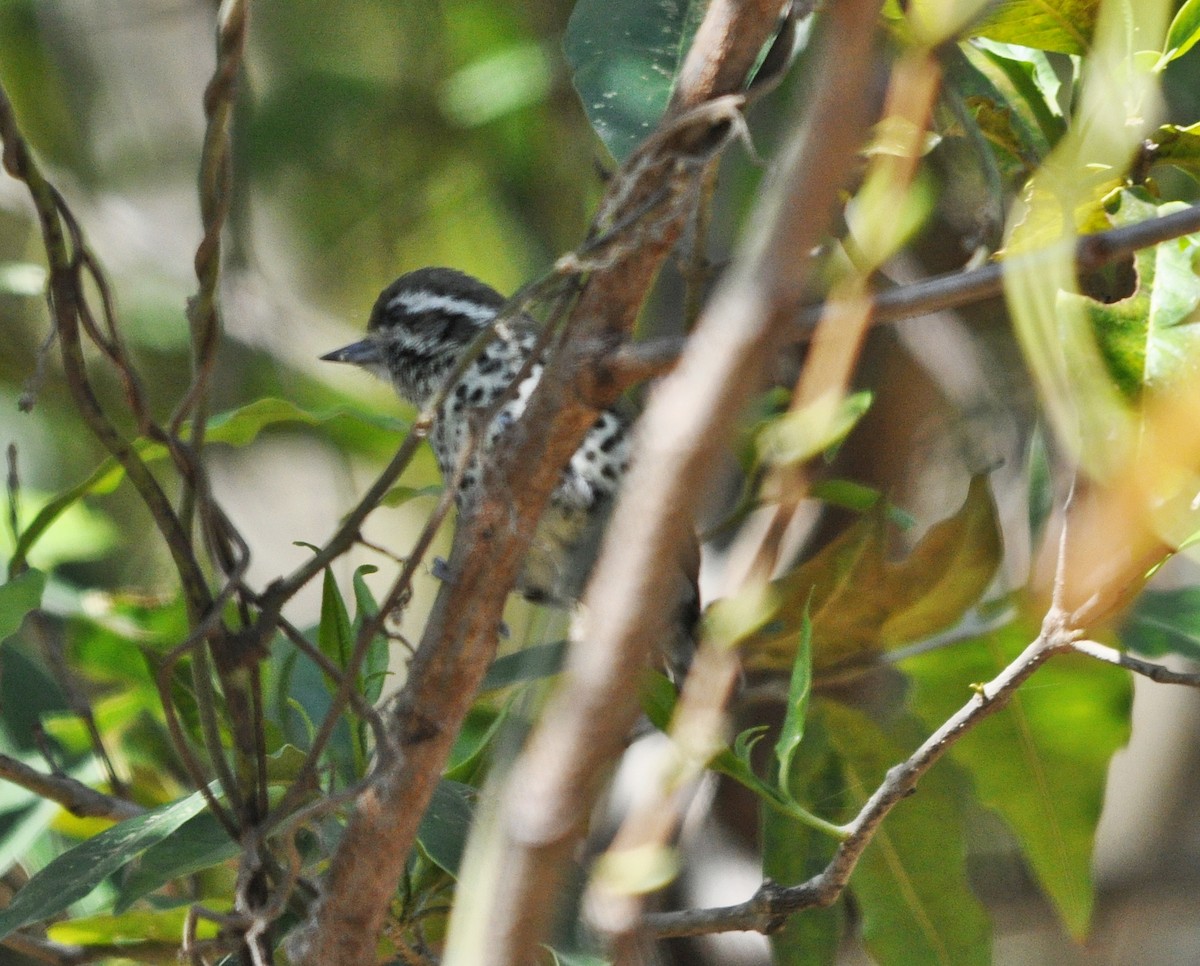 Speckled Piculet - ML641642451