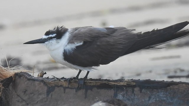 rybák uzdičkový - ML641642459