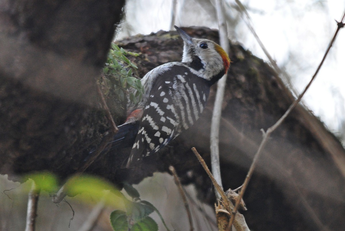 Brown-fronted Woodpecker - ML641642468