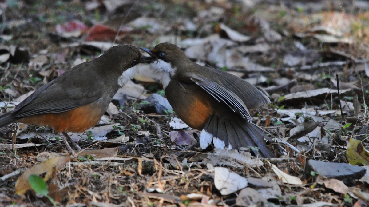 White-throated Laughingthrush - ML641642504
