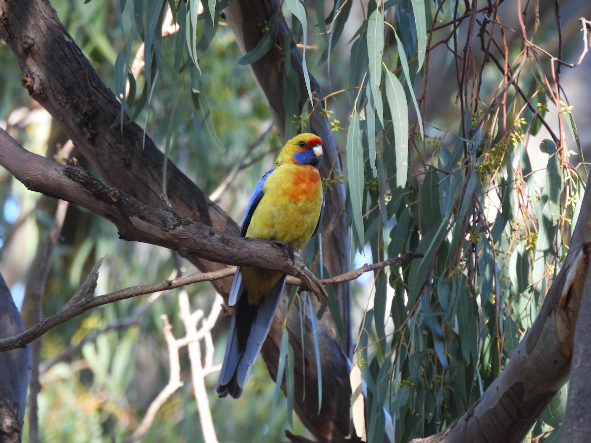 Crimson Rosella - ML641642558