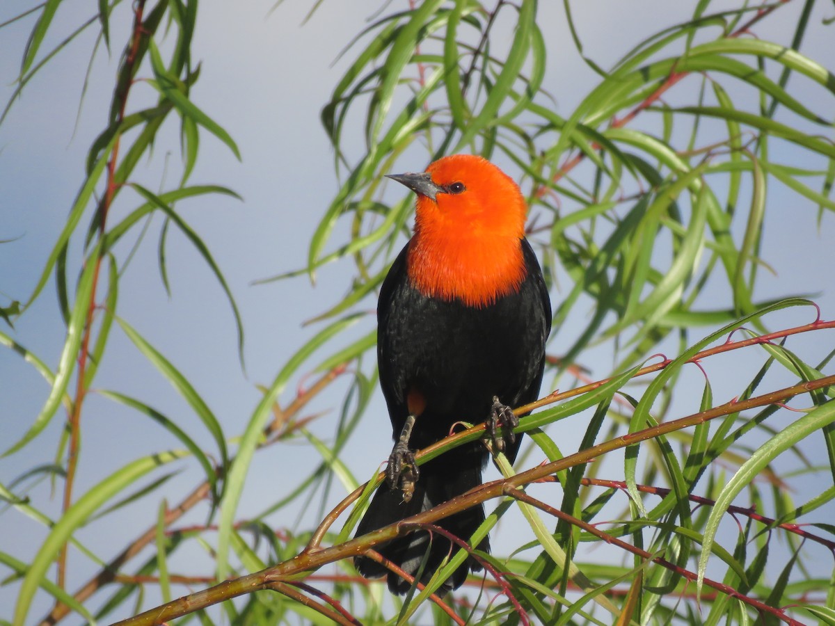 Scarlet-headed Blackbird - ML641642561