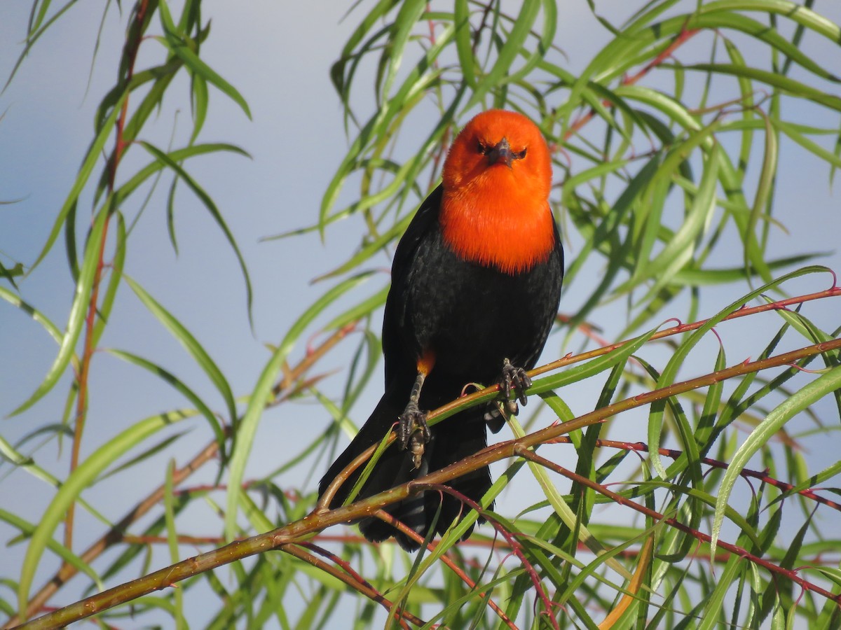 Scarlet-headed Blackbird - ML641642563